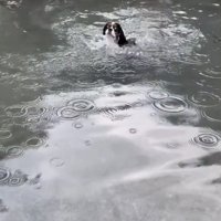 目を見開いて泳ぐ犬1