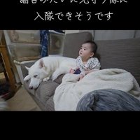 赤ちゃんを見守る大型犬