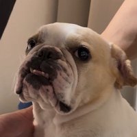 みやびちゃんの怒った顔3