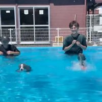 前進する犬たち