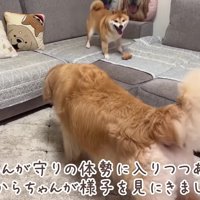 おからちゃんが立ち上がる