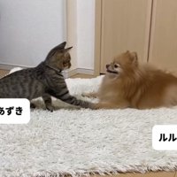 前足を重ねる犬と子猫