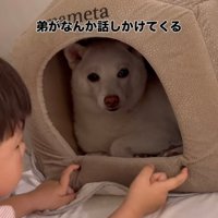 犬のハウスをのぞき込む赤ちゃん