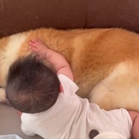 モフモフだ…！