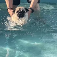 プールに来たぽんずちゃん3