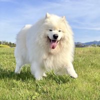 ニコニコ