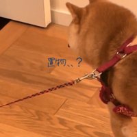 こだわりがあるみたい♪