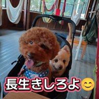2匹の犬