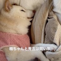 幸せそうな梅ちゃんの寝顔
