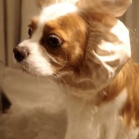横を向いて待つ犬