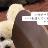 心配そうな犬