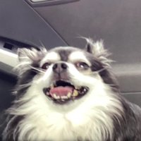 飼い主さんは見つからず…