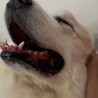 隣で寝てくれる日のアクセルさん