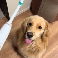 舌を出す犬1