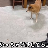 カワハギに警戒するように