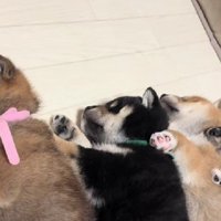 仲睦まじい光景にホッコリ