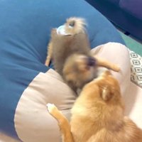 妹にも優しいお姉ちゃん！