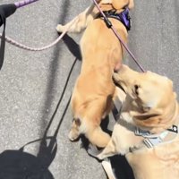 首をひねって全力でリードを引っ張るゴールデン