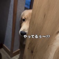 覗きに来たロキくん