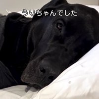 枕に顔を預ける犬