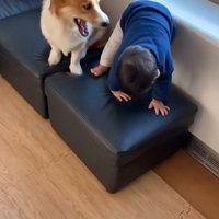 男の子が段差を降りる時のサクくん⑩