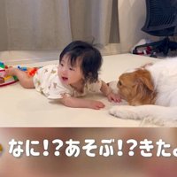 赤ちゃんを遊びに誘うまめ君8