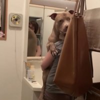 チラ見えする抱っこされているピットブル