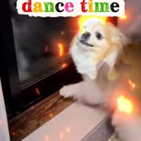 踊るチワワさん