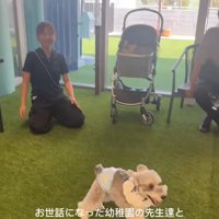 走り回る小型犬