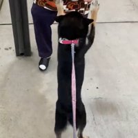 おばあちゃんと犬1