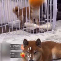 ロックくん＆ボブくんのハプニング4