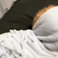 なかなか顔を出さない