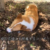 土の上に横になる犬1