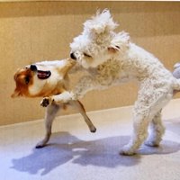 白い犬に前足をかけられる犬