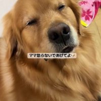 「反省してるみたいだし…」