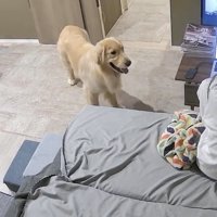 「褒めんかーい！」