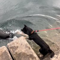 前足を伸ばす犬