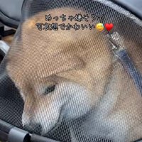 絶望が可愛いりんちゃん