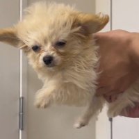 飼い主に抱っこされて空中に浮いている犬