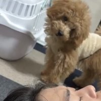 首をかしげる犬1