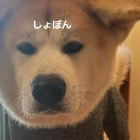 秋田犬のために服を注文