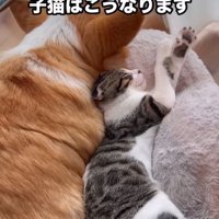 仲良く寄り添ってお昼寝