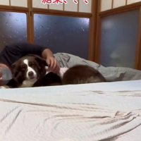 彼女みたいなテールちゃんでした