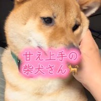 撫でられるこてつ君