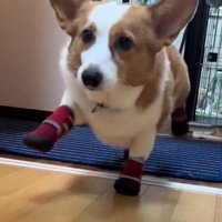 スキップをするように足を高く上げて歩く犬