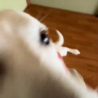 ドアップのチム2くん