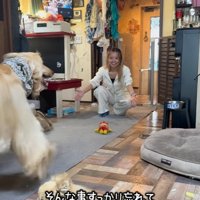 長女へ駆け寄る大型犬