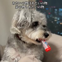 もなかちゃんの成長9