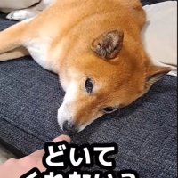 「どいて」と頼んでも無視！