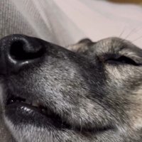 眠っているソイちゃん